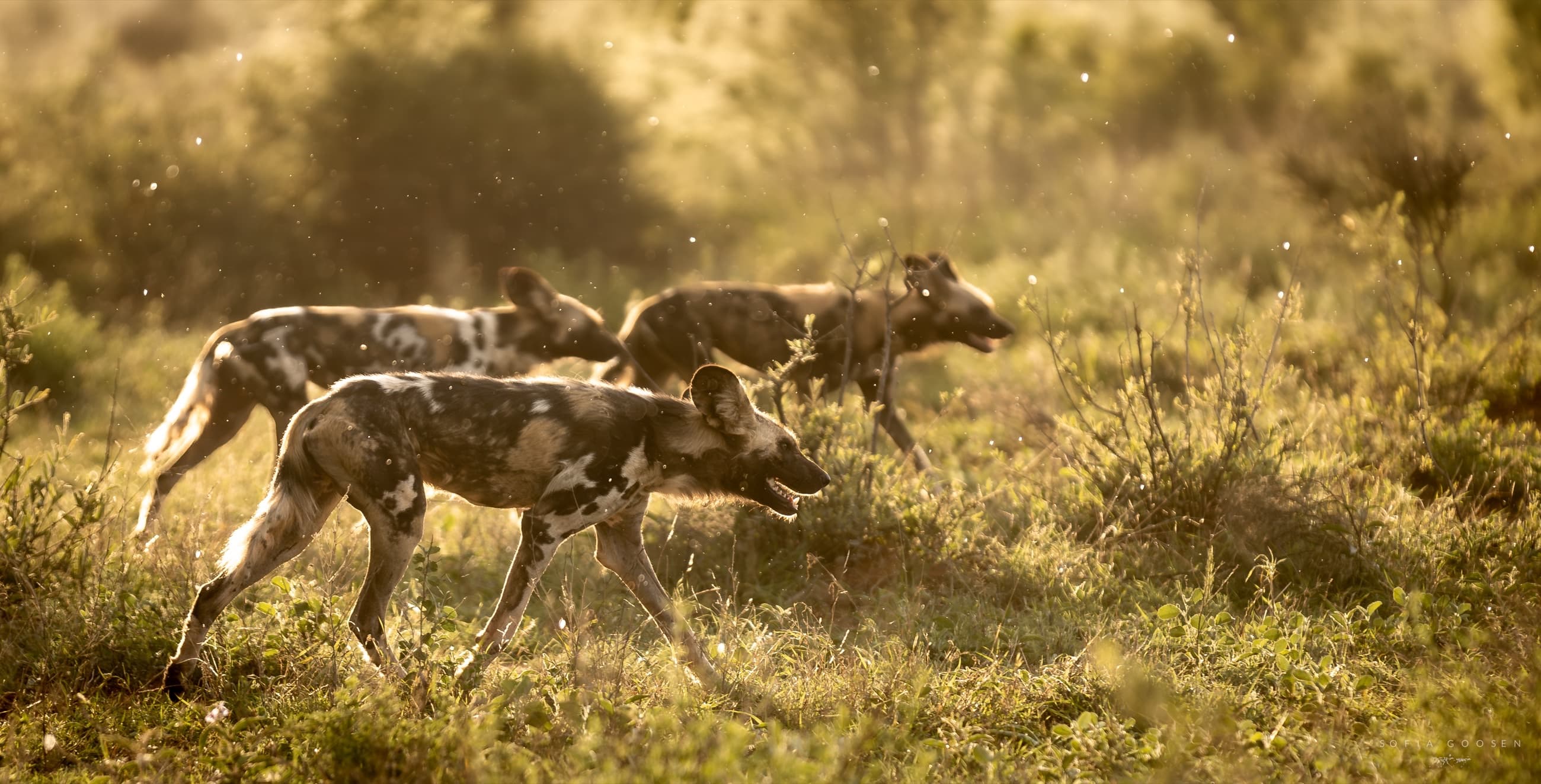 <span class="text-brand-mustard">Our colourful corner</span><br>of Madikwe