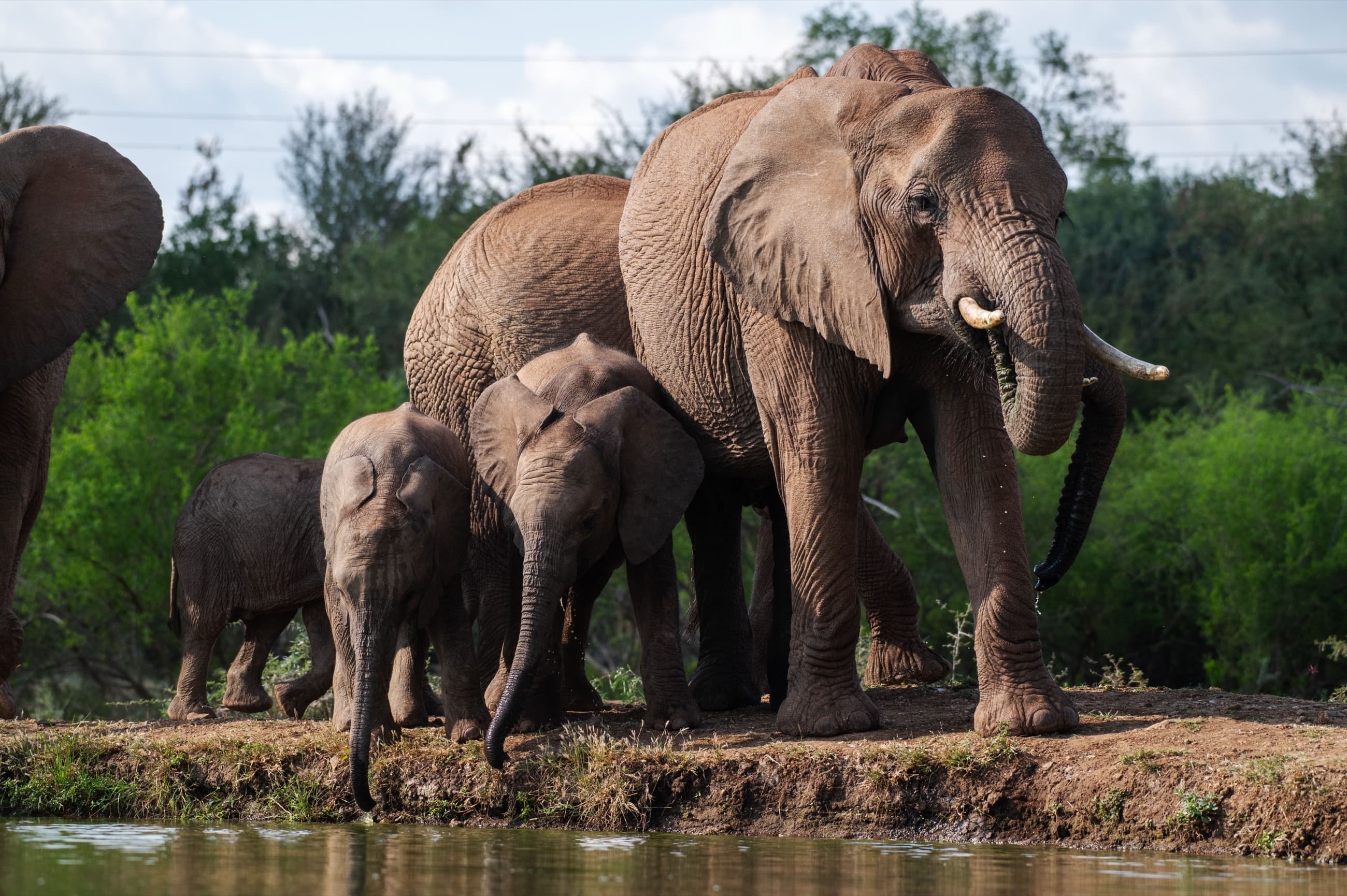 Wildlife Photography